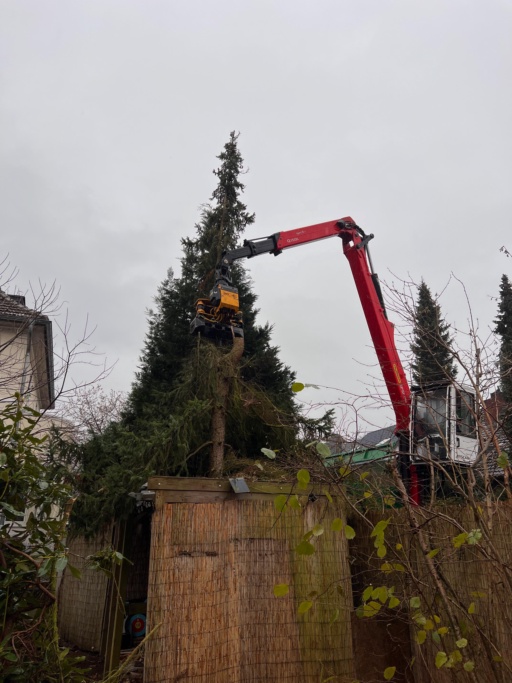 Baumfällung