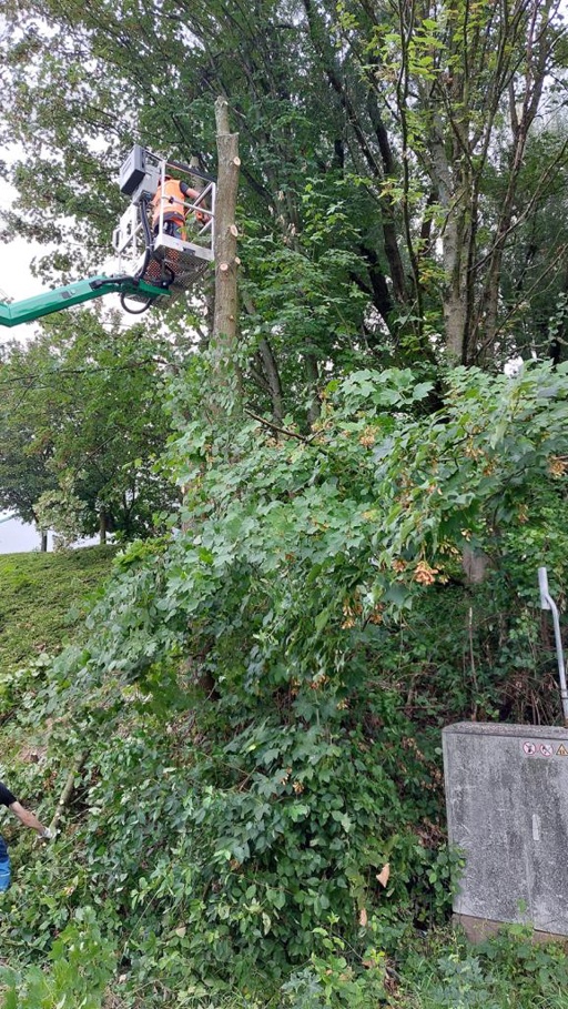 Baumfällung