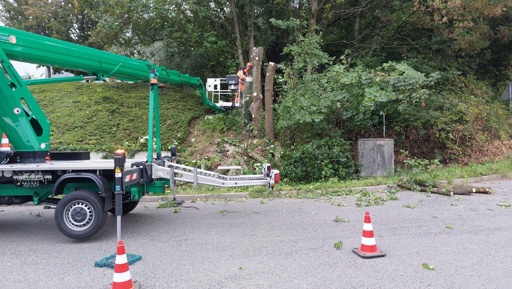 Baumfällung